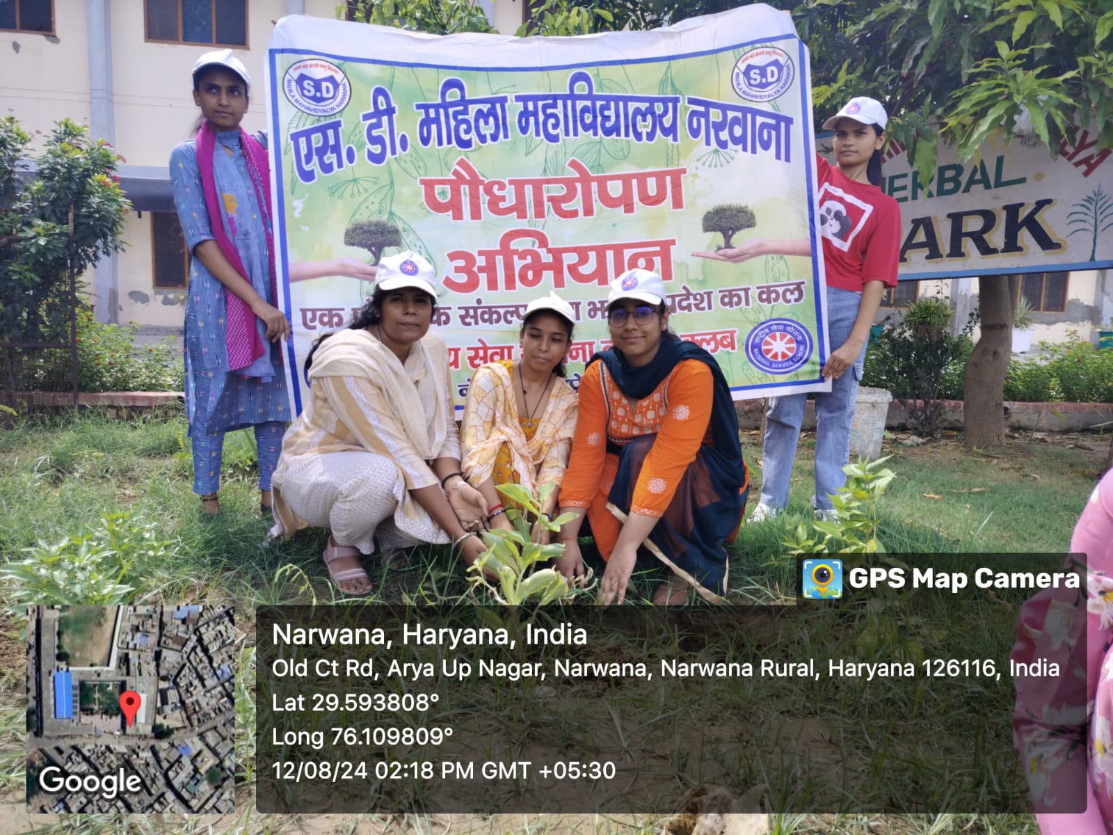 Tree plantation