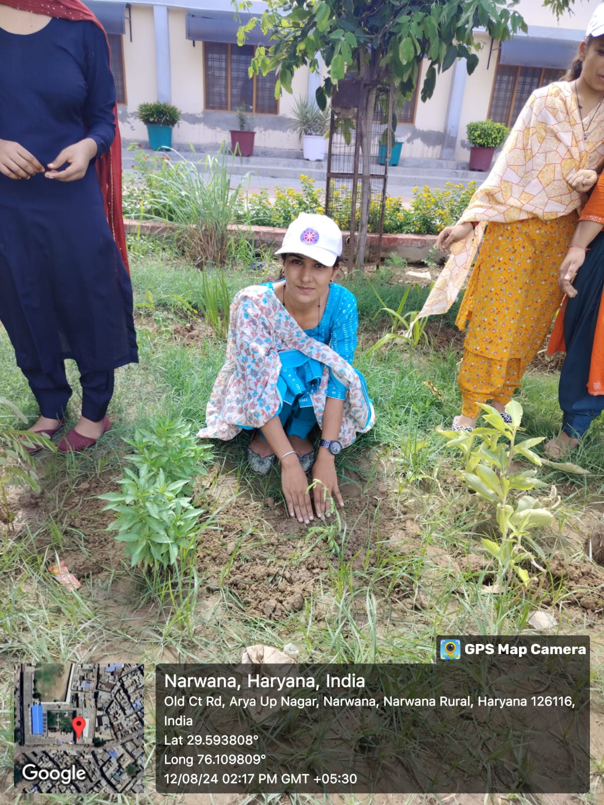 Tree plantation